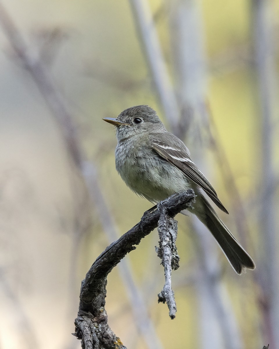 Dusky Flycatcher - ML594338131