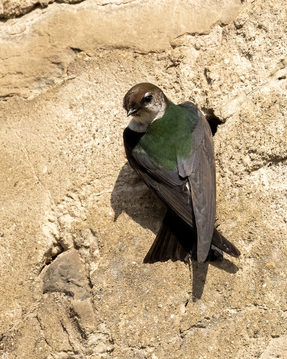 Violet-green Swallow - ML594338361