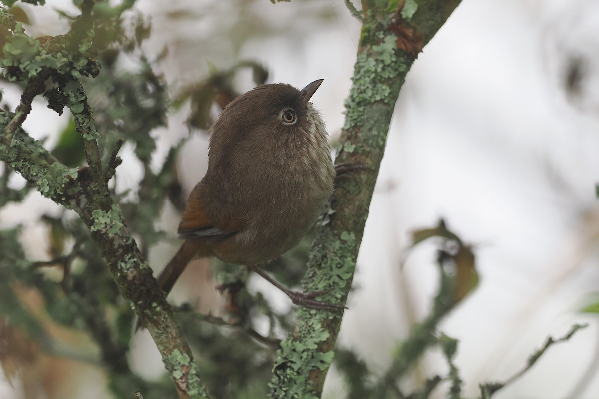 Taiwan Fulvetta - george parker