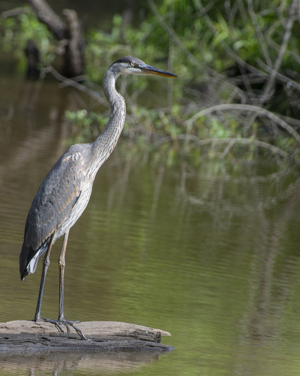 Great Blue Heron - ML594339721