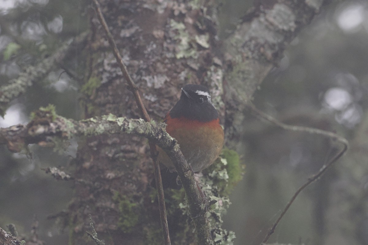 Collared Bush-Robin - ML594339731