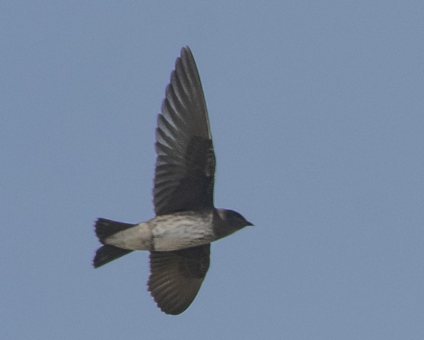 Purple Martin - ML594339901