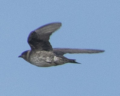 Purple Martin - ML594339911