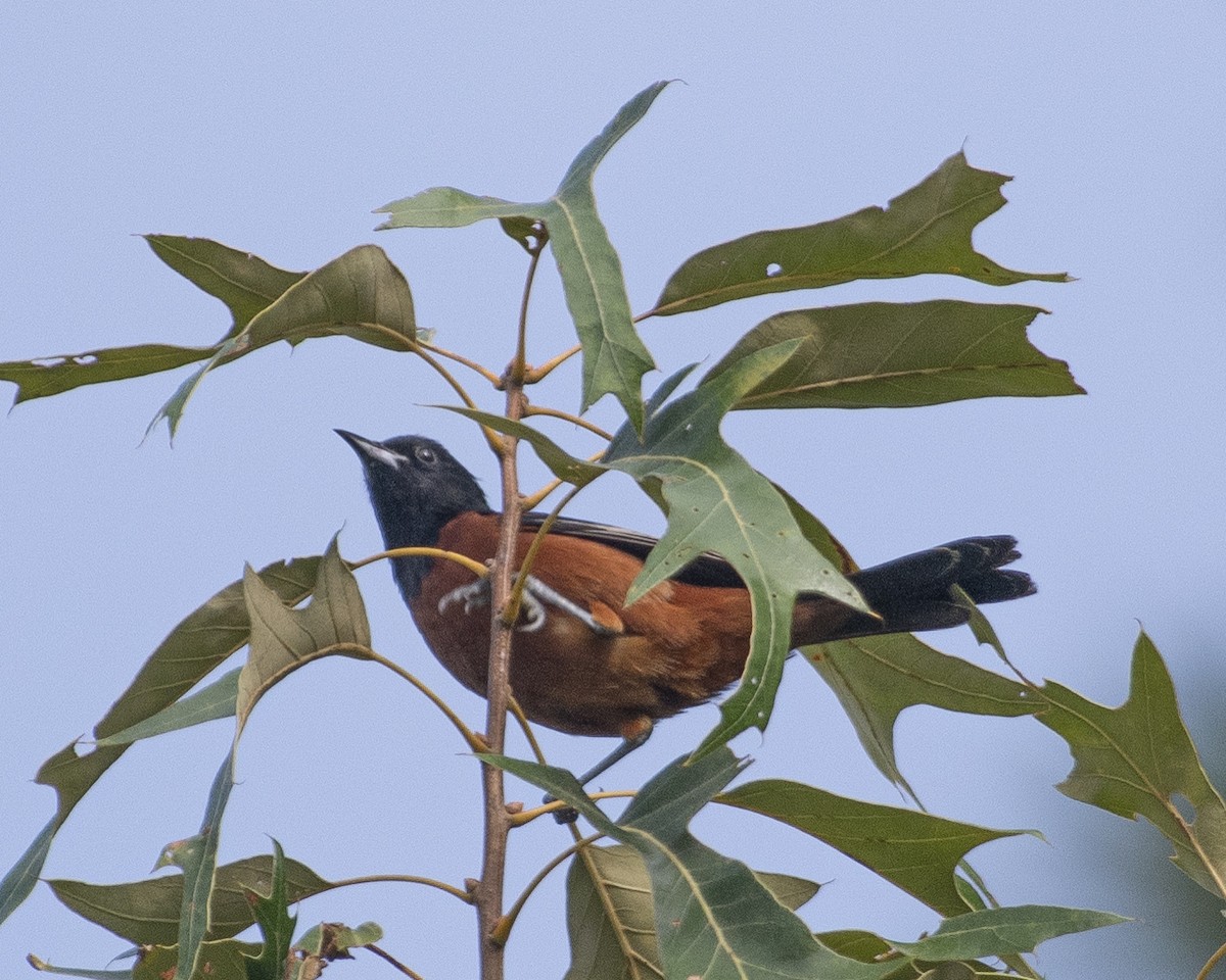 Orchard Oriole - ML594340221