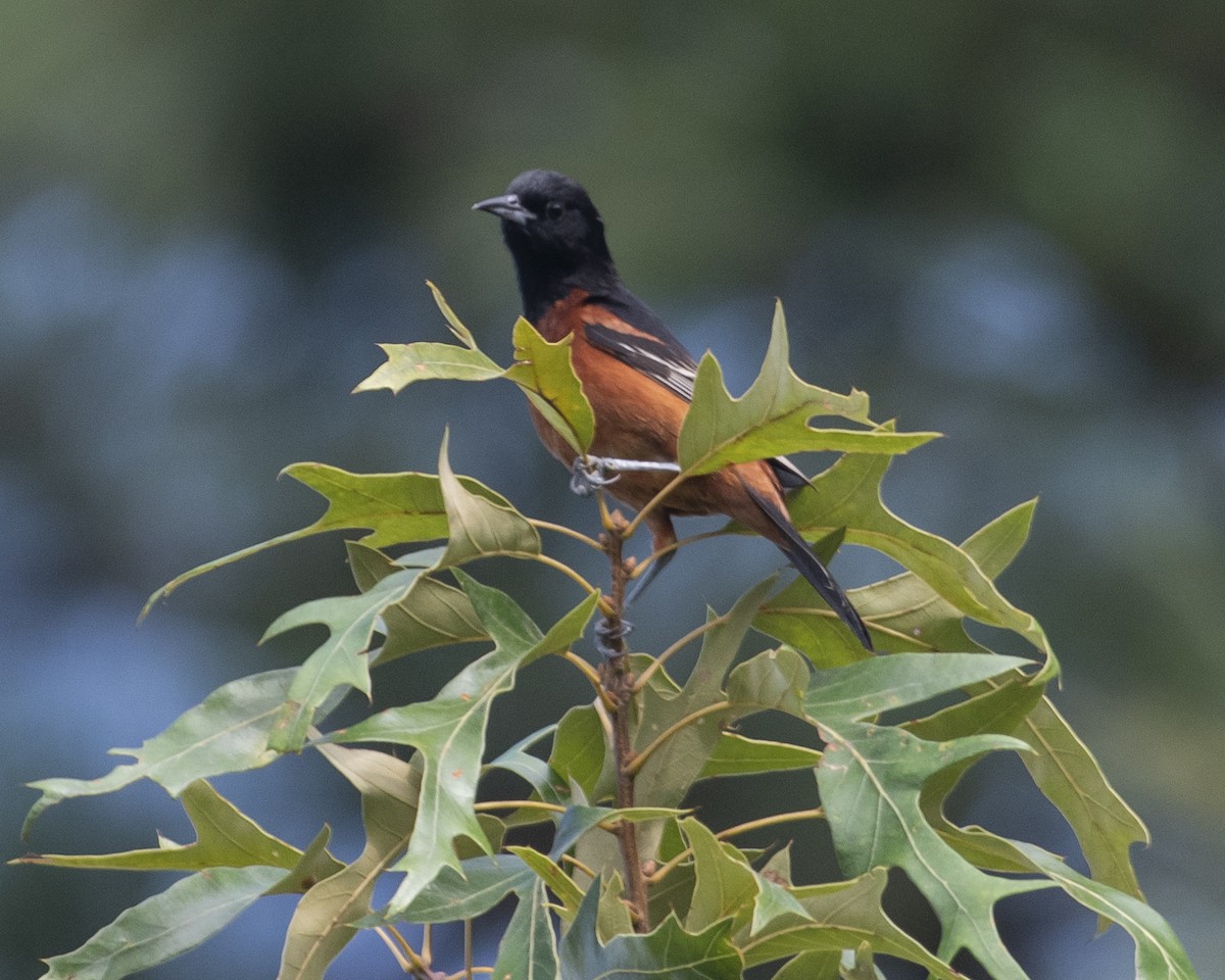 Orchard Oriole - ML594340231