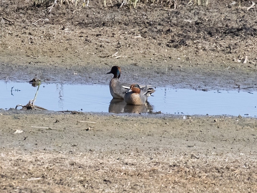 Green-winged Teal - ML594340411