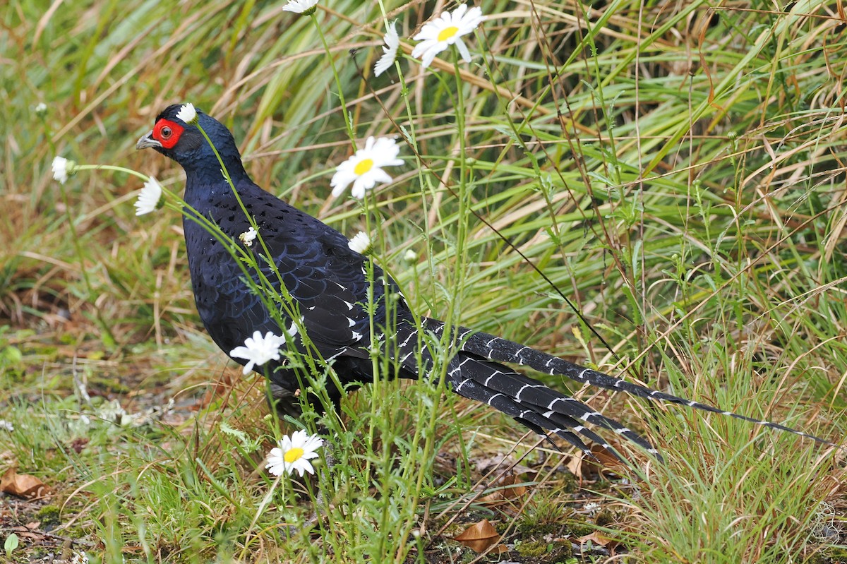 Mikado Pheasant - ML594342111