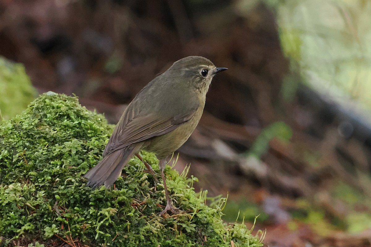 White-browed Bush-Robin - ML594342421