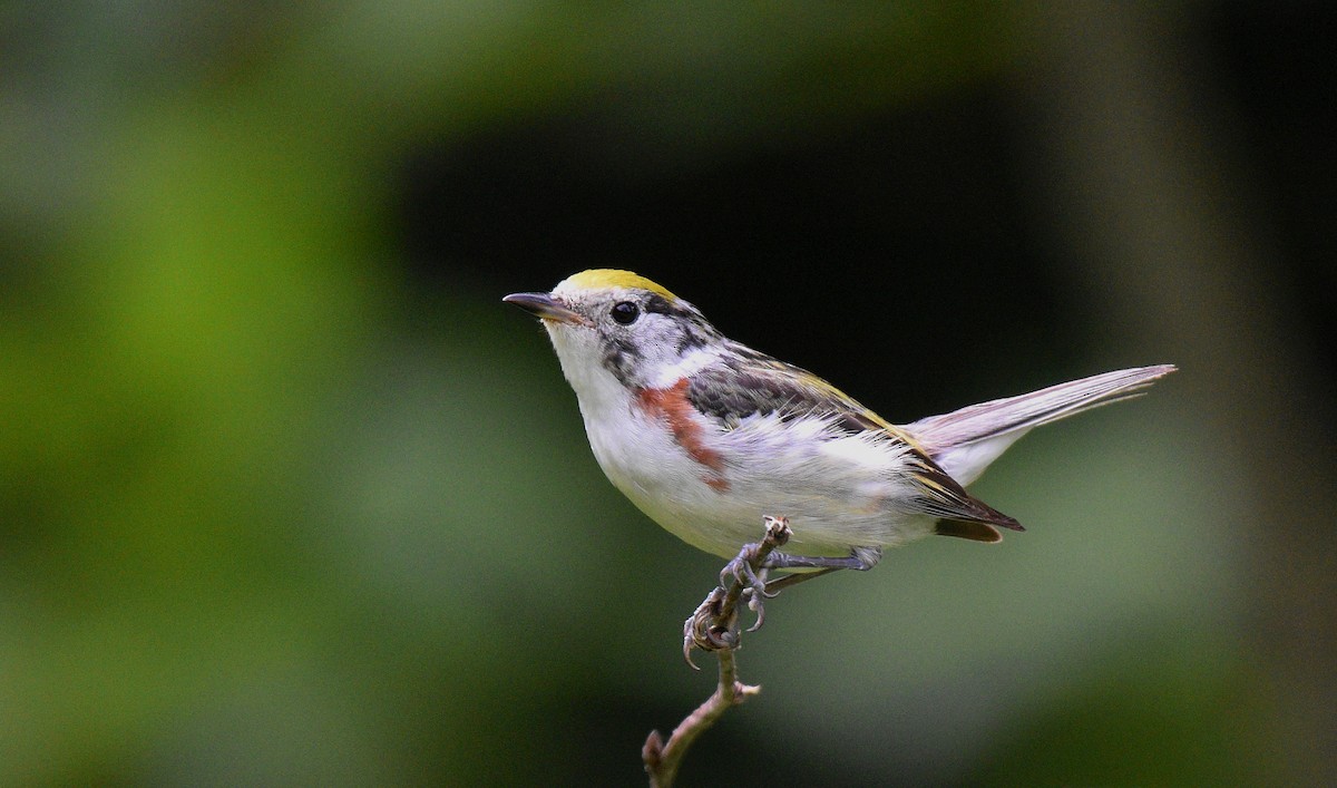 Chestnut-sided Warbler - Jacob Crawford