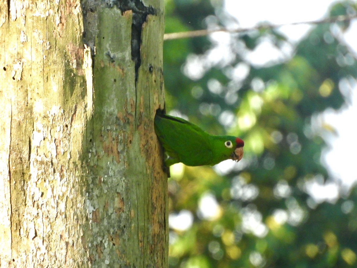 Crimson-fronted Parakeet - ML594343721