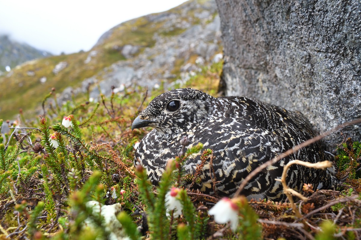 White-tailed Ptarmigan - ML594343731