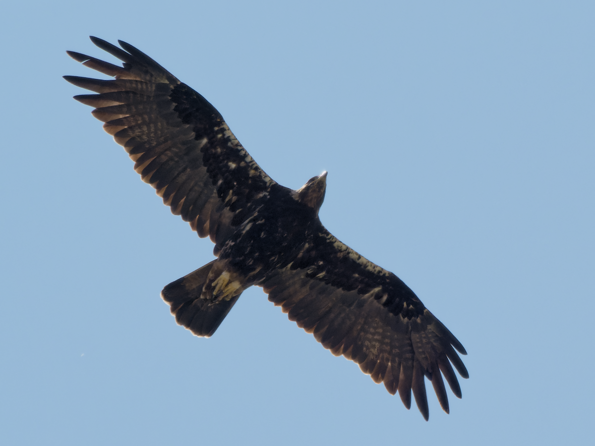Spanish Eagle - Juan Parra Caceres