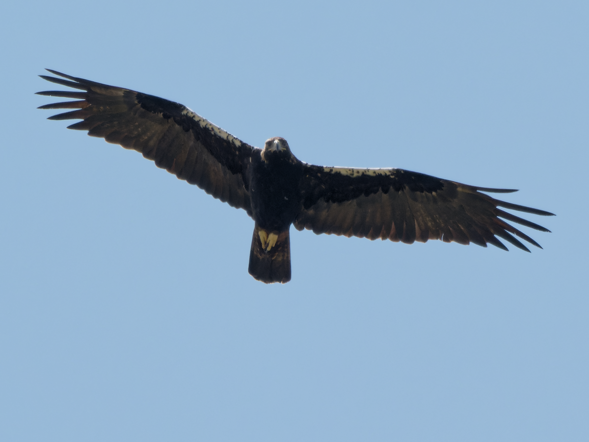 Spanish Eagle - Juan Parra Caceres