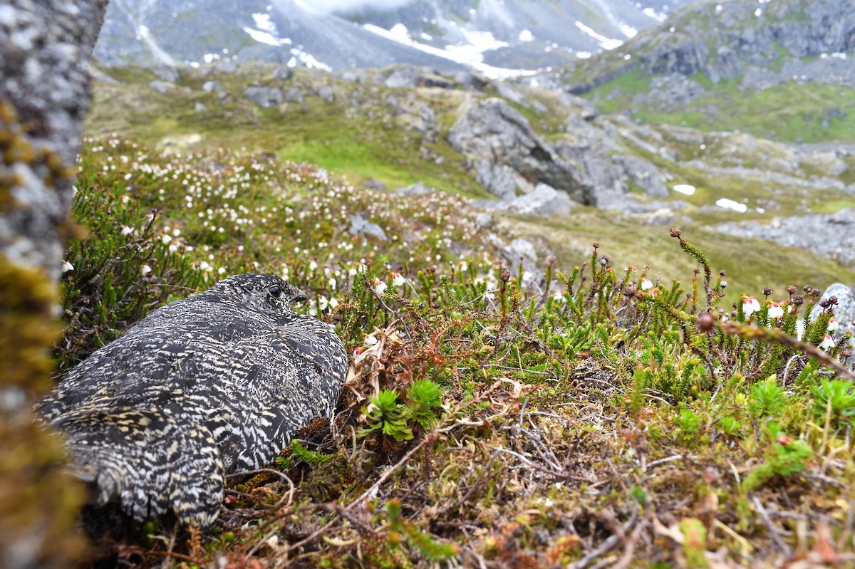 White-tailed Ptarmigan - ML594343801