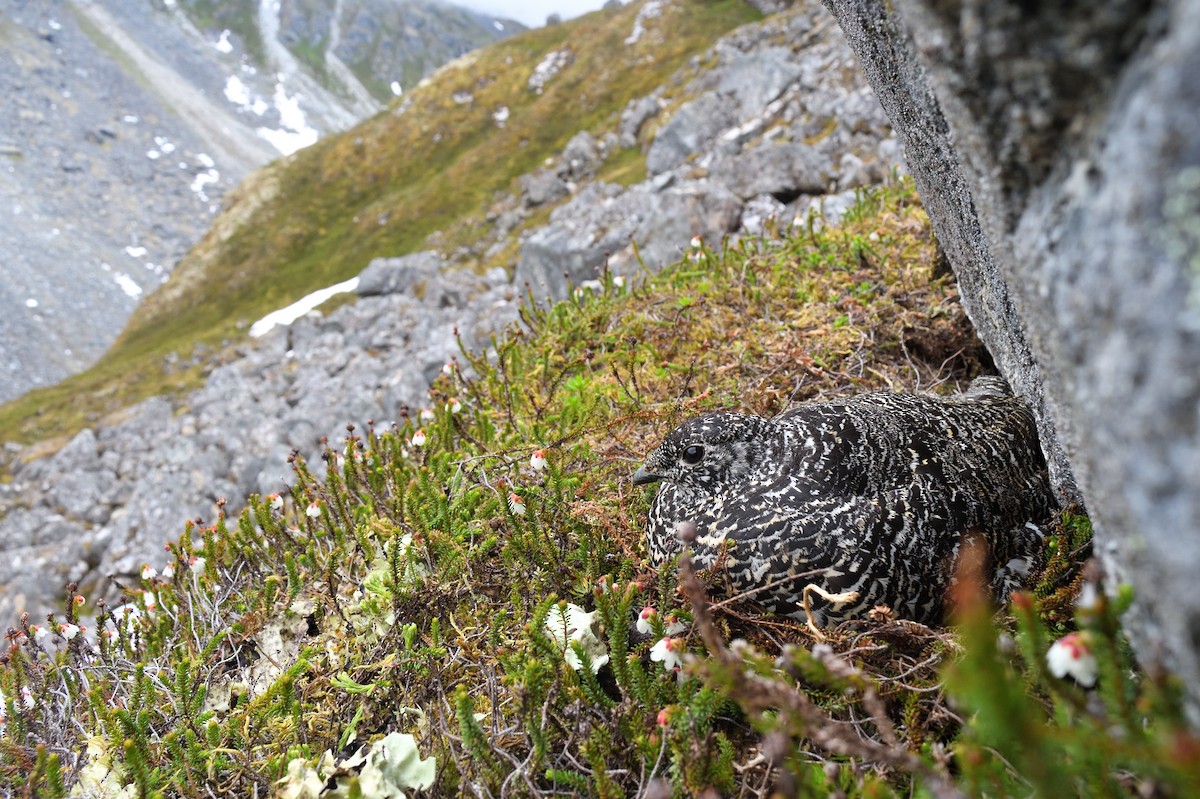 White-tailed Ptarmigan - ML594343811