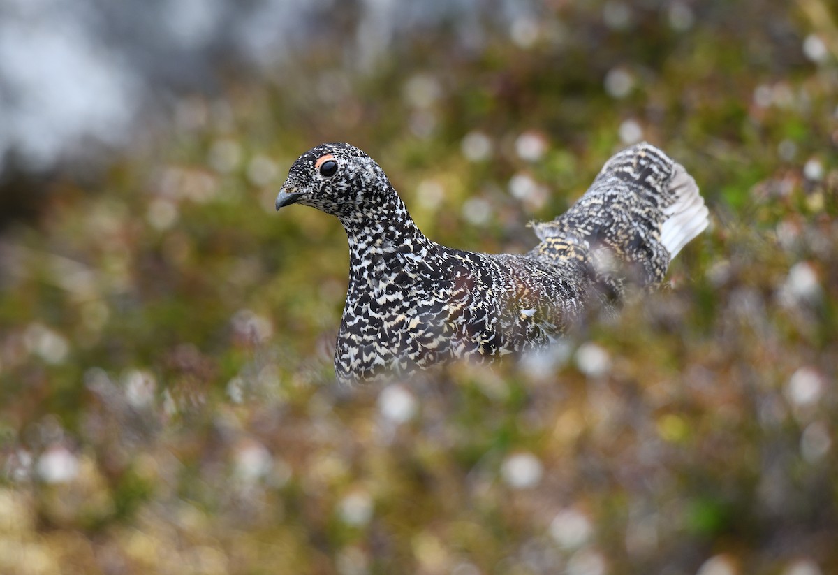 White-tailed Ptarmigan - Timothy Piranian