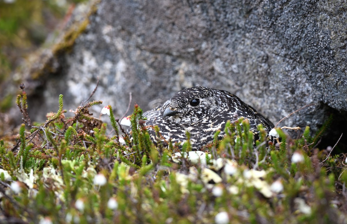 White-tailed Ptarmigan - ML594343831