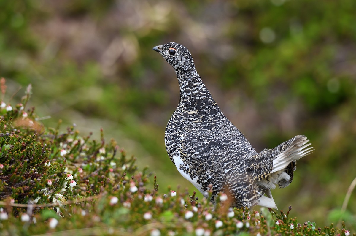 Weißschwanz-Schneehuhn - ML594343891