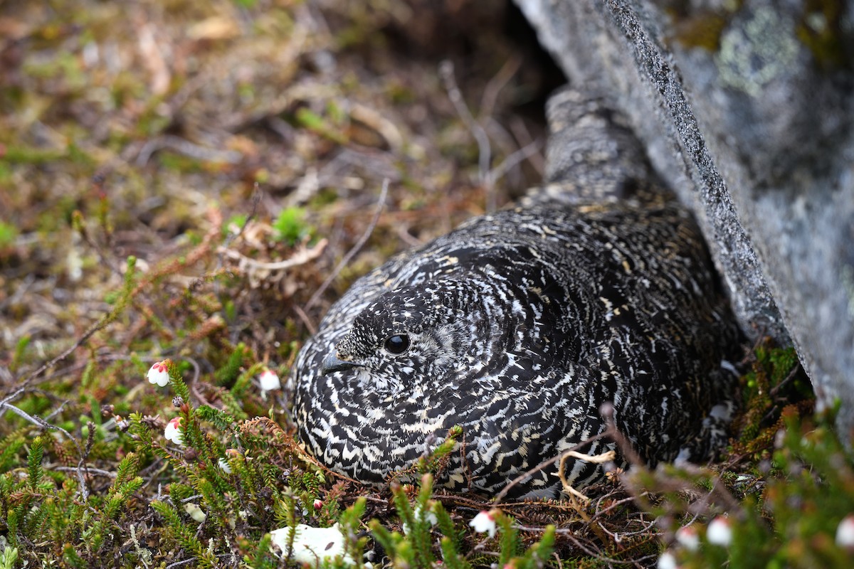 Weißschwanz-Schneehuhn - ML594343931