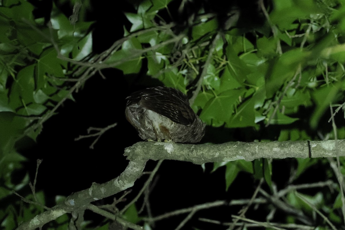 Mountain Scops-Owl - ML594344331