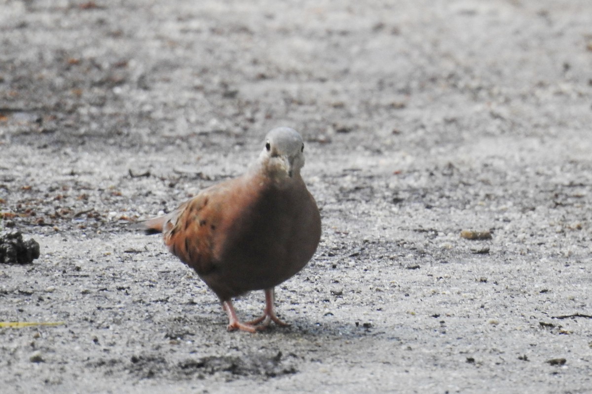 Ruddy Ground Dove - ML594346381