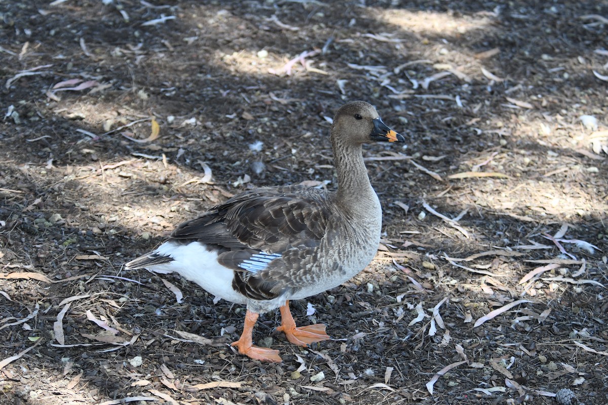 Tundra Bean-Goose - Sam Sphire