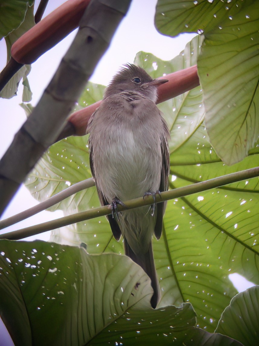 Brownish Elaenia - ML594346971