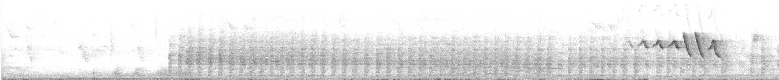 Râle tapageur (groupe caribaeus) - ML594346981