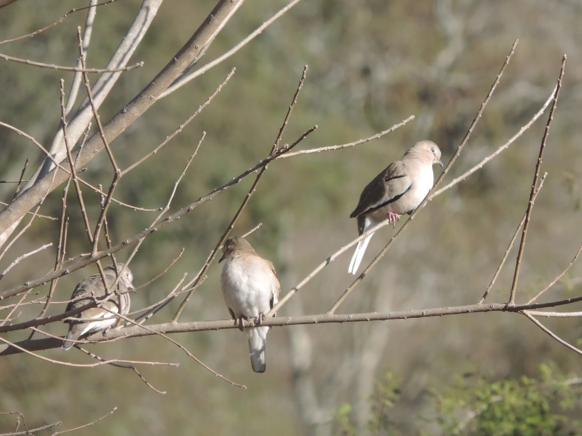 Picui Ground Dove - ML594347261