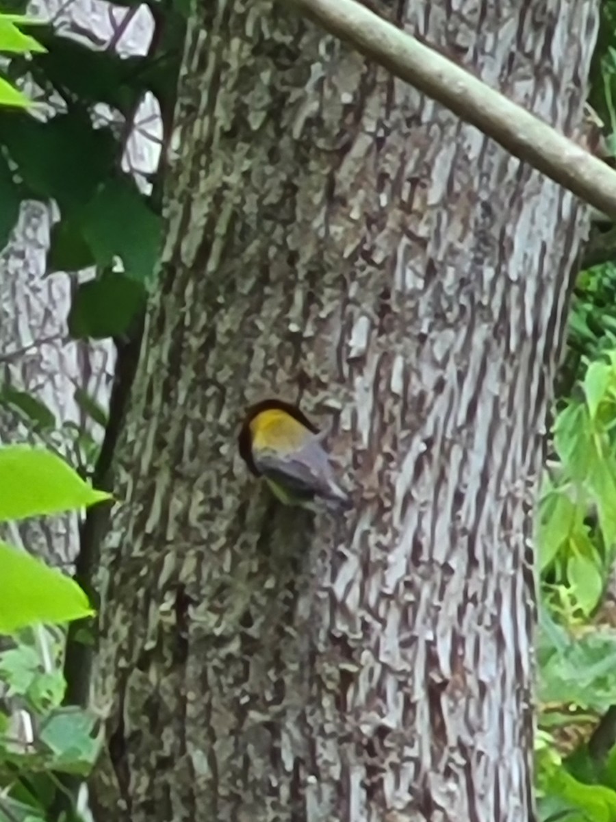 Prothonotary Warbler - ML594347601