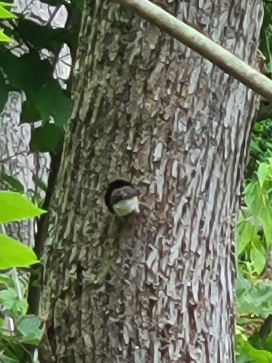Prothonotary Warbler - ML594347611