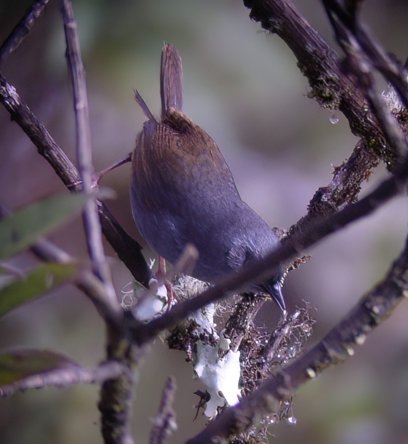 Puna Tapaculo - ML594348321