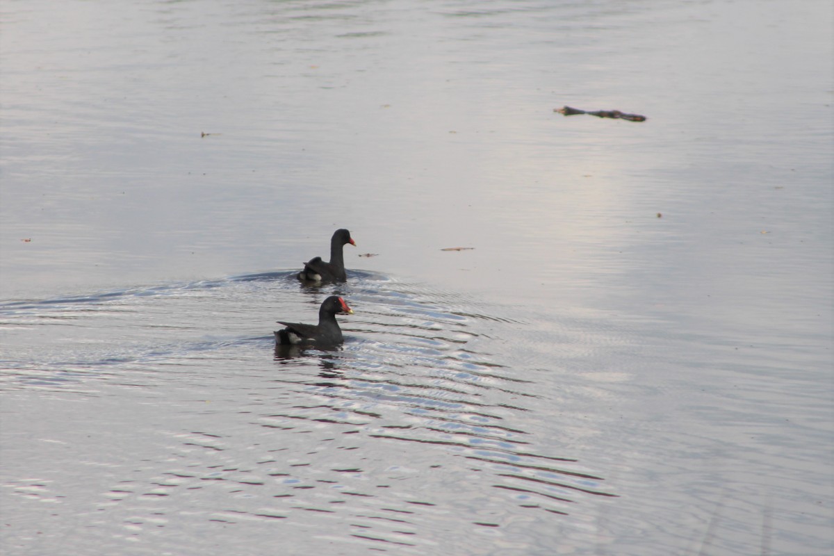 Common Gallinule - ML594350421