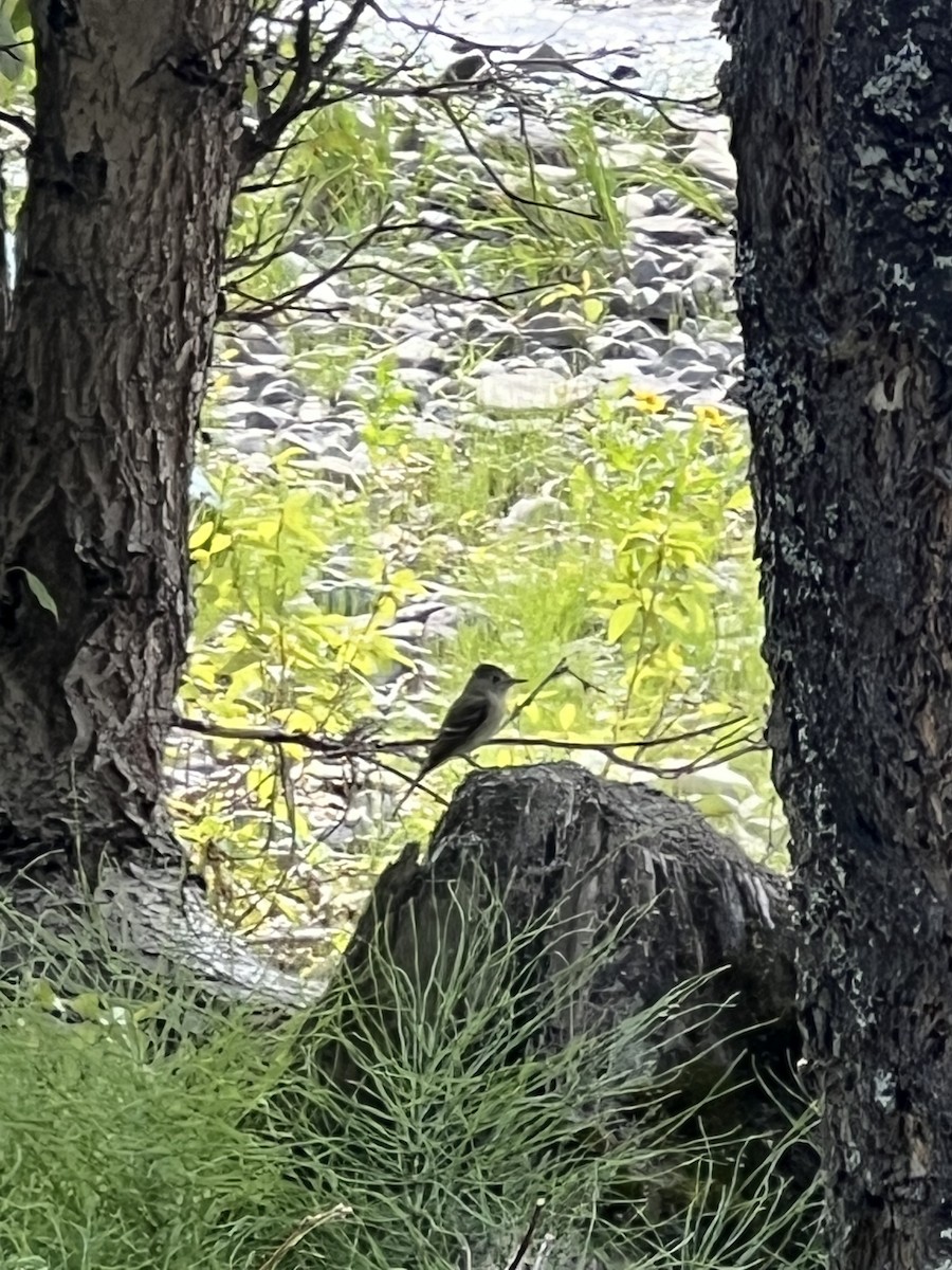 Western Flycatcher (Cordilleran) - ML594350851