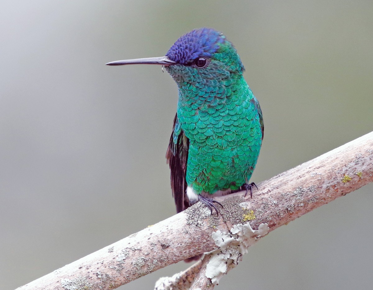 Indigo-capped Hummingbird - ML594350931