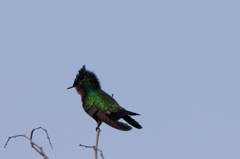 Antillean Crested Hummingbird - ML594351091