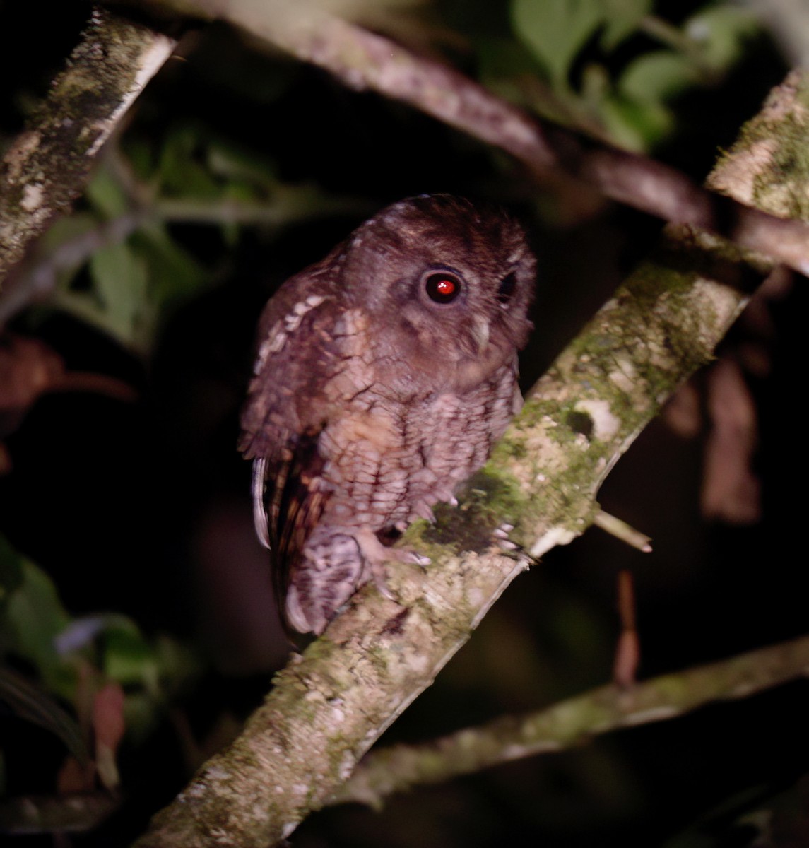 Rufescent Screech-Owl - ML594351381