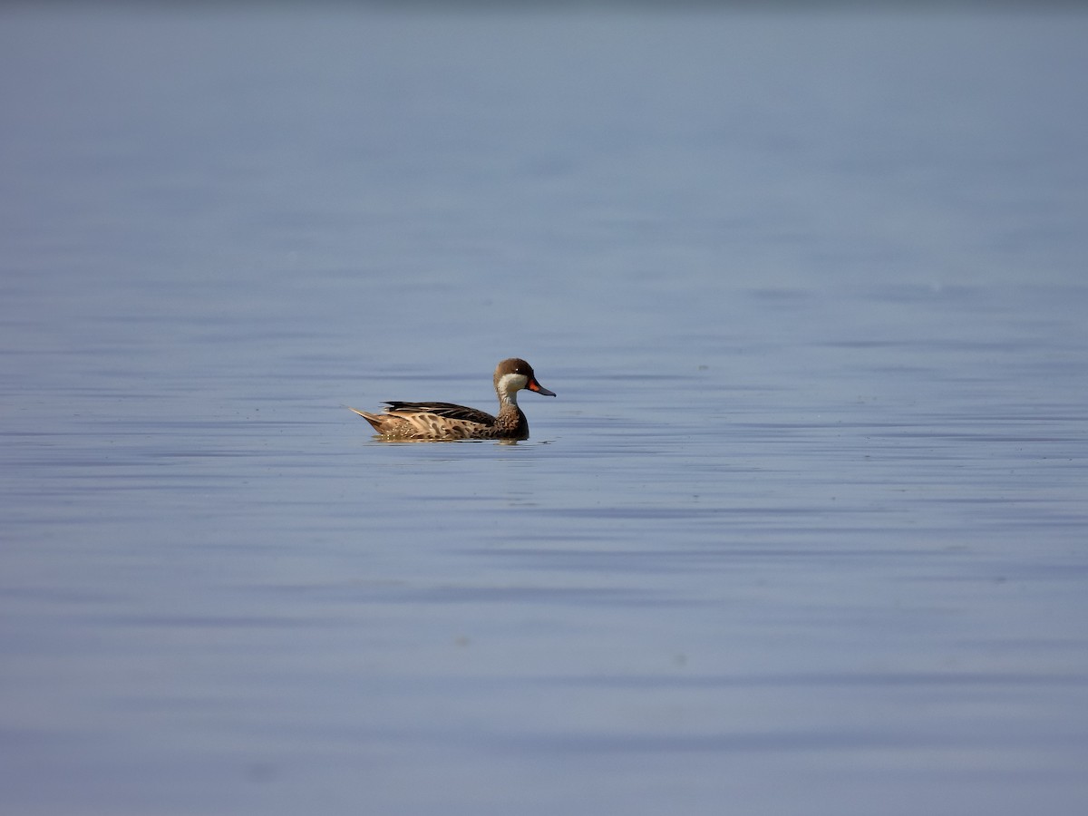 White-cheeked Pintail - Selene Davey