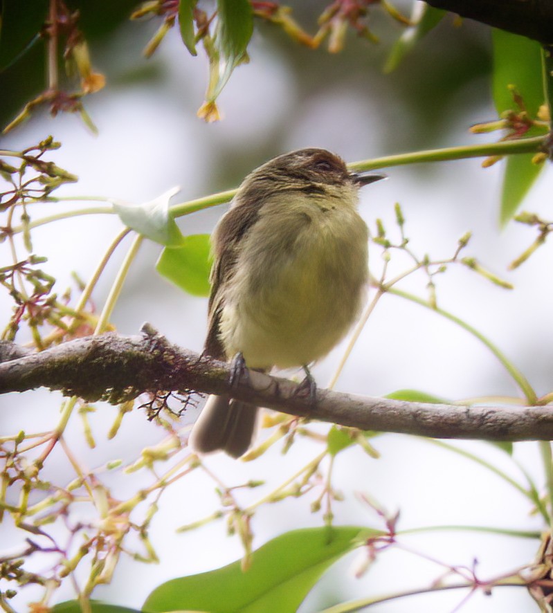 Cinnamon-faced Tyrannulet - ML594351511