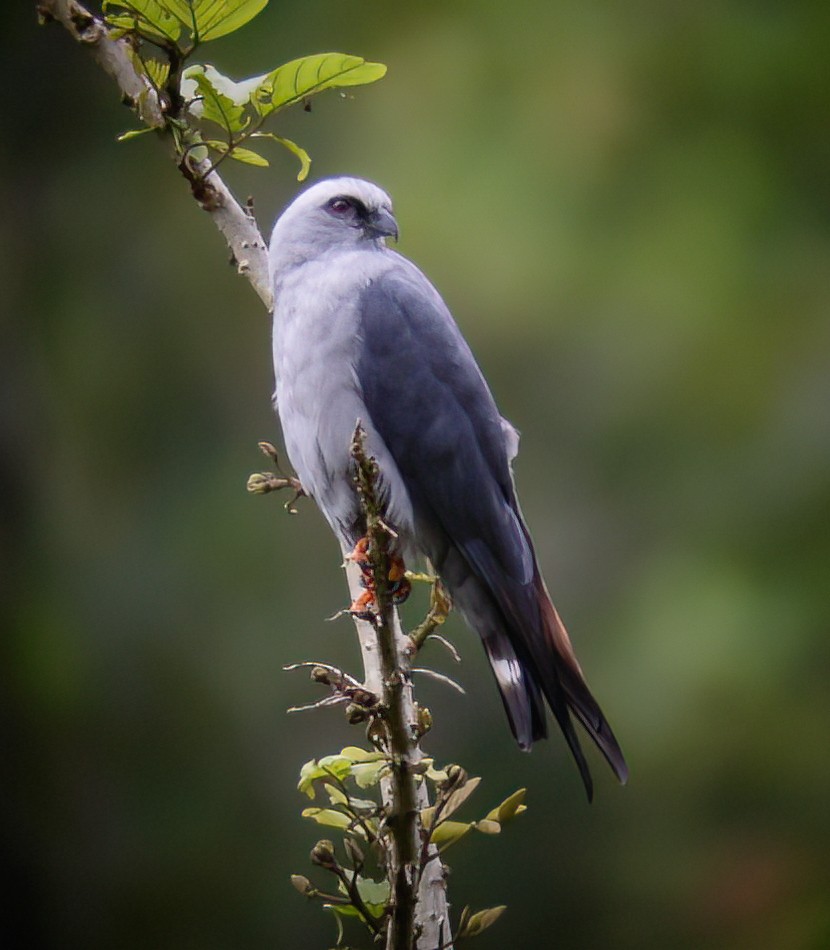 Plumbeous Kite - Gary Rosenberg