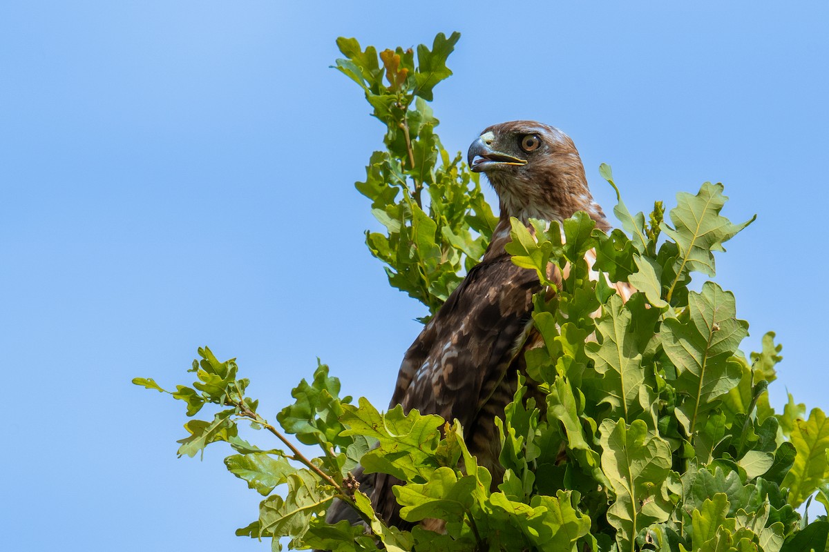 Red-tailed Hawk - ML594352061