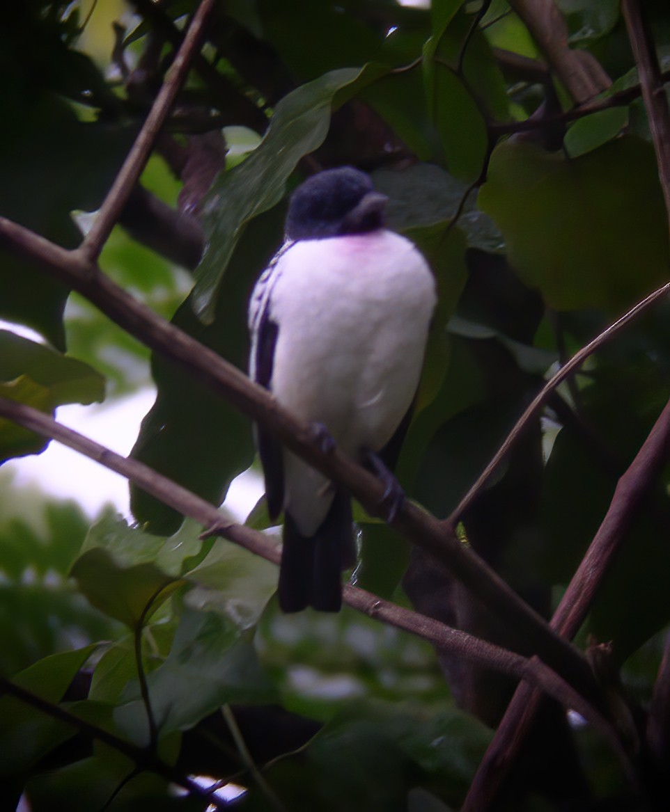 Cotinga Gorjimorado - ML594352921