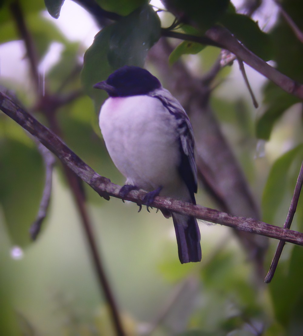 Cotinga Gorjimorado - ML594352941