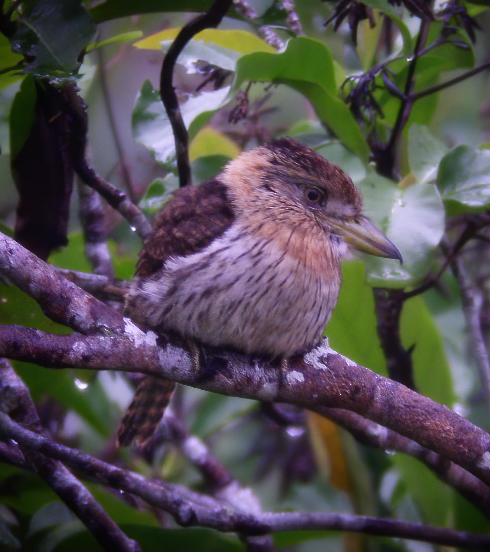 Western Striolated-Puffbird - ML594353061