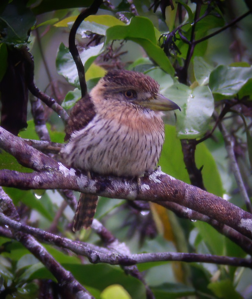 Western Striolated-Puffbird - ML594353621