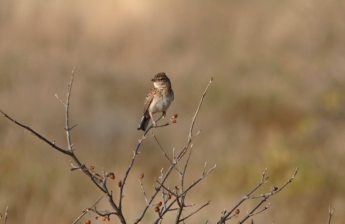 Friedmann's Lark - ML594353871