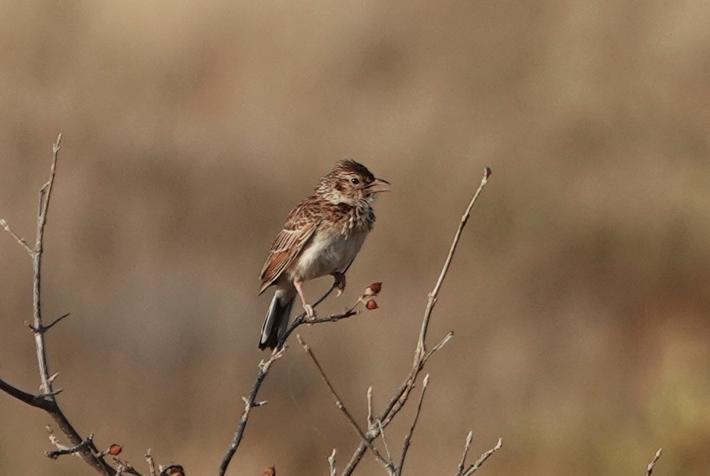 Friedmann's Lark - ML594353881