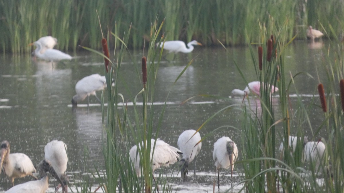 Wood Stork - ML594353921