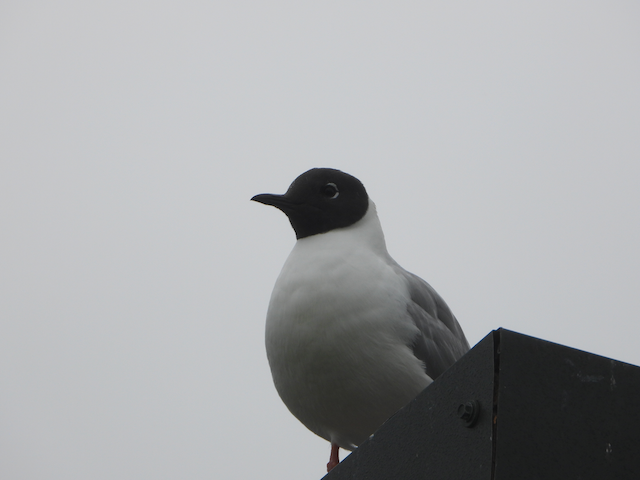 Bonaparte's Gull - Helen Butts