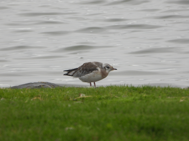 Bonaparte's Gull - ML594354311